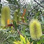 Banksia serrata പുഷ്പം