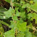 Ribes magellanicum Hoja