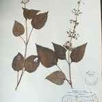 Isodon scrophularioides Otro