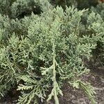 Juniperus osteosperma Hoja