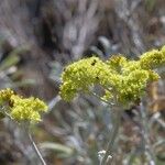 Eriogonum crocatum Costuma