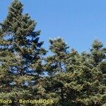 Abies cephalonica Характер