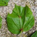 Heliocarpus americanus Leaf