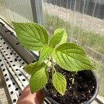 Salvia hispanica Yaprak