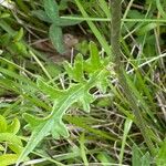 Cirsium tuberosum Blatt