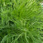 Eupatorium capillifolium Blatt