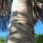 Mauritia flexuosa 树皮