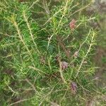 Erica australis Yaprak