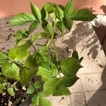 Sambucus nigra Leaf