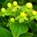 Hypericum × inodorum Frucht