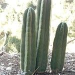 Echinopsis pachanoi List