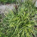 Carex blanda Лист