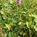 Bistorta officinalis Habit