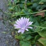 Lactuca macrophylla Fleur