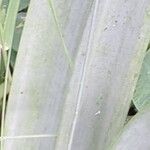 Tillandsia utriculata Fulla