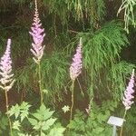 Astilbe rubra Cvet