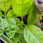 Passiflora edulis Leaf