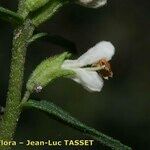 Odontites jaubertianus Blomst