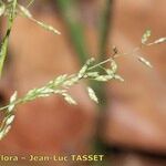 Eragrostis mexicana Alia