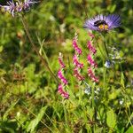 Spiranthes sinensis ᱛᱟᱦᱮᱸ