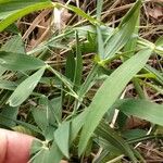 Lathyrus heterophyllus Leaf