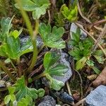 Ranunculus alpestris Leaf