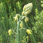 Albuca abyssinica 花