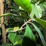Corynocarpus laevigatus Folha