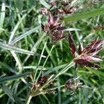 Cyperus rotundus 花