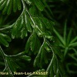 Hymenophyllum tunbrigense Fruit