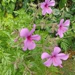 Geranium maderense Квітка