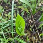 Hosta longipes Листок