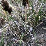 Carex arenaria برگ