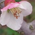 Chaenomeles cathayensis Flower