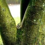 Magnolia kobus Кора