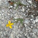 Hypericum australe Flower