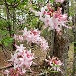 Rhododendron periclymenoides Blomma