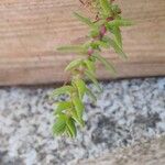 Crassula tillaea Leaf