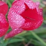 Hesperantha coccinea Flower