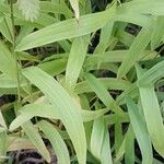 Chasmanthium latifolium Blatt