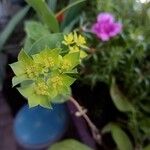 Bupleurum rotundifolium Цветок