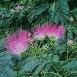 Albizia julibrissinKvět