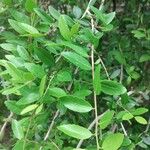 Ilex vomitoria List