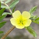 Tribulus terrestris Blüte