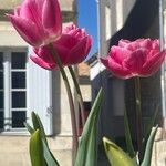 Tulipa agenensis Flower