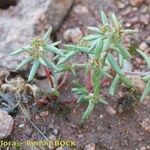 Chaetonychia cymosa Otro