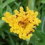 Taraxacum officinale Fleur
