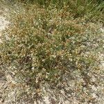 Spergularia bocconei Plante entière