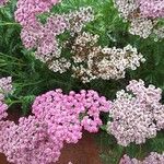 Achillea distansFlor