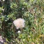 Eriophorum virginicum Flors